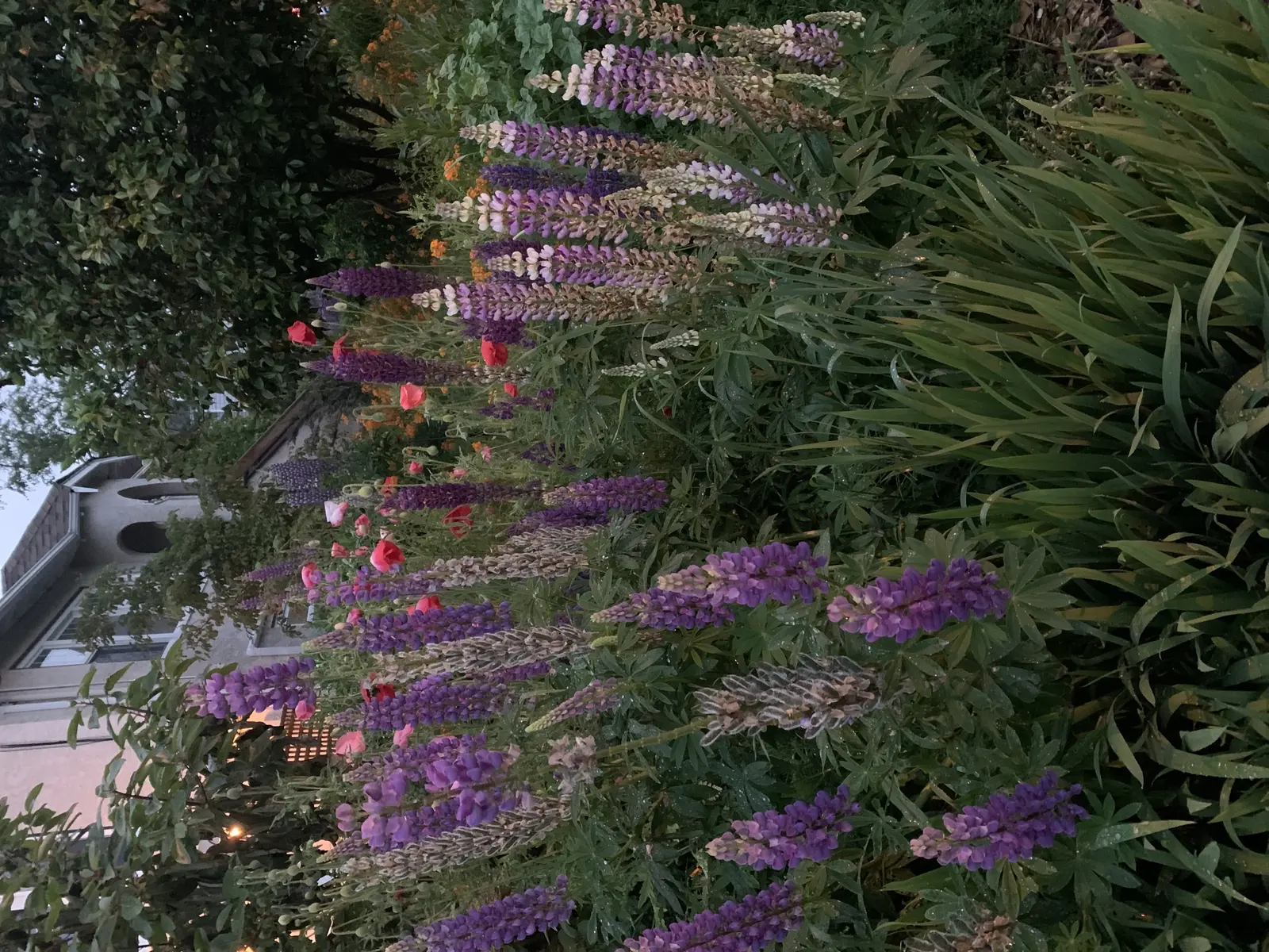 image for 551994B8-5B5B-4105-B7AF-ADCCB5CF0179