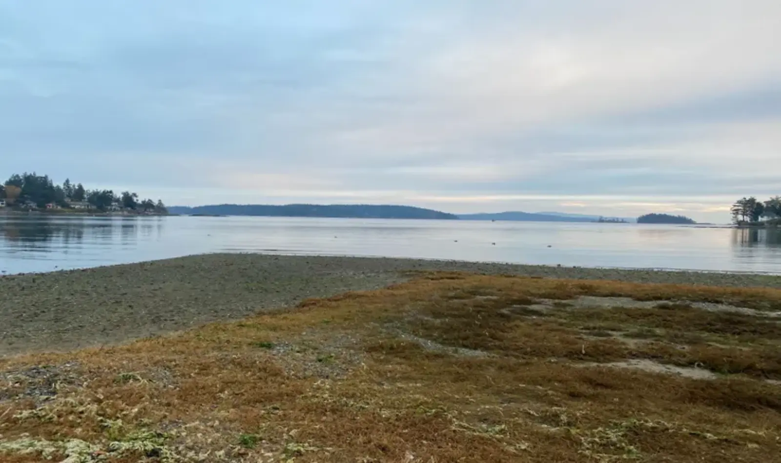 Figure 1. Mermaid Creek Salt Marsh, looking out into Roberts Bay in Sidney, BC.