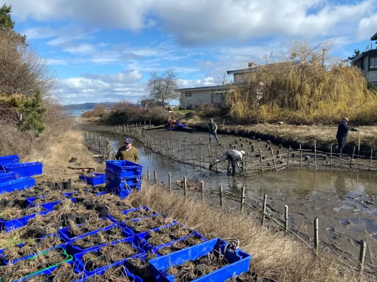 Figure 3. Mermaid Creek Eco-cultural Fencing, completed September 2022 and subsequent planting March 2023. → Note: 500 Lyngby’s Sedges were planted in planting areas throughout the upper marsh. This grass-like species actively builds the marsh by stilling water with its long vegetation allowing sediment to deposit which it then fixes with its roots which overtime rebuilds marsh banks.