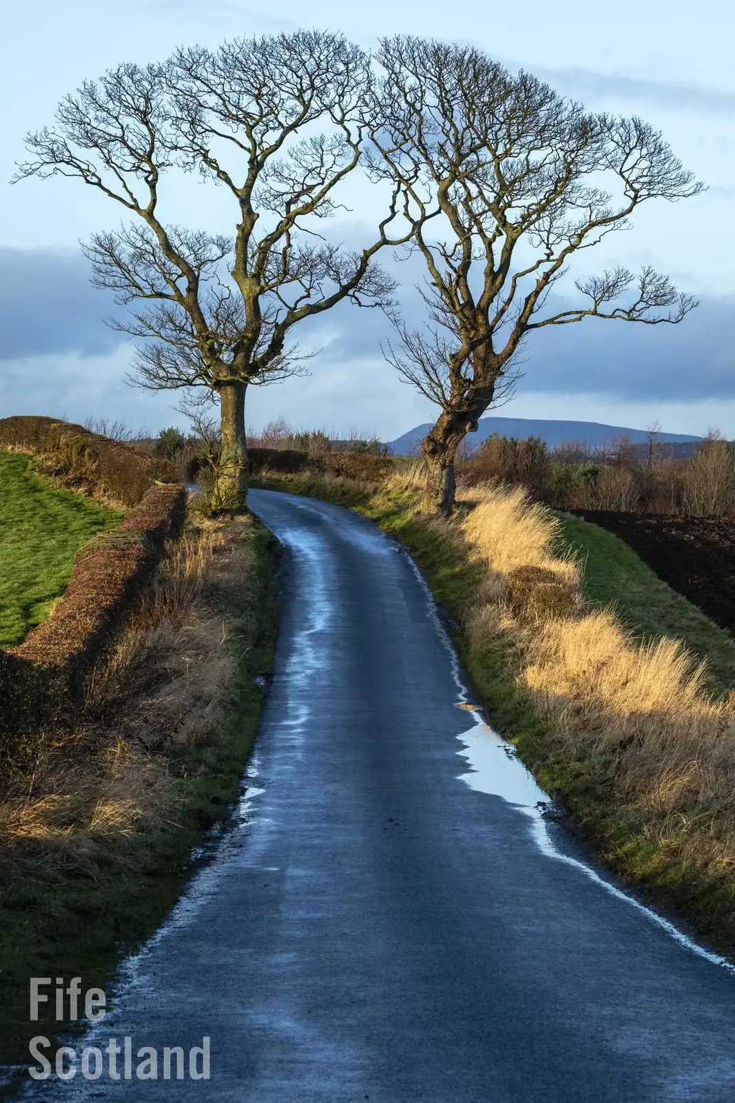 Special Trees, Woods and Forests | Open Green Map