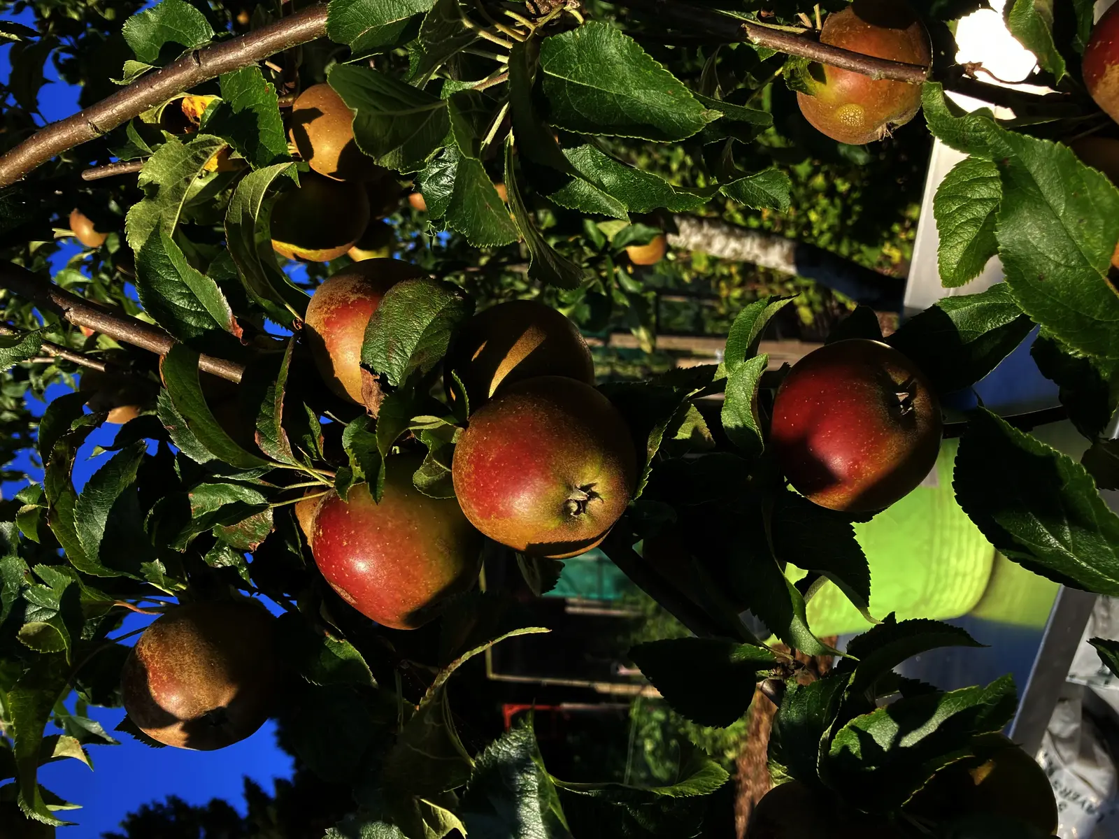 A Fruit Tree for Every Garden in Fife | GreenMap.org
