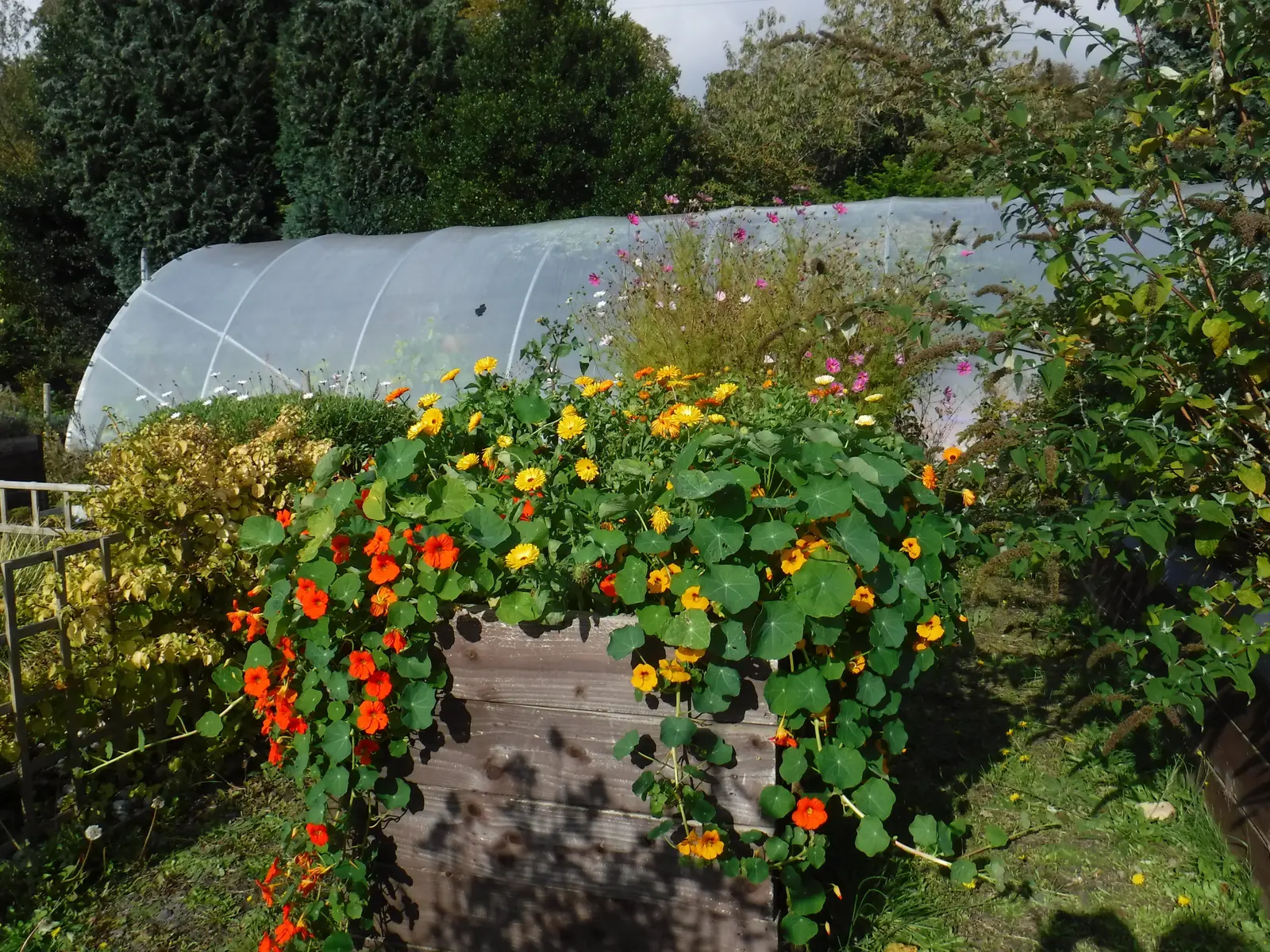 Nasturtiums at Dundee Therapy Garden