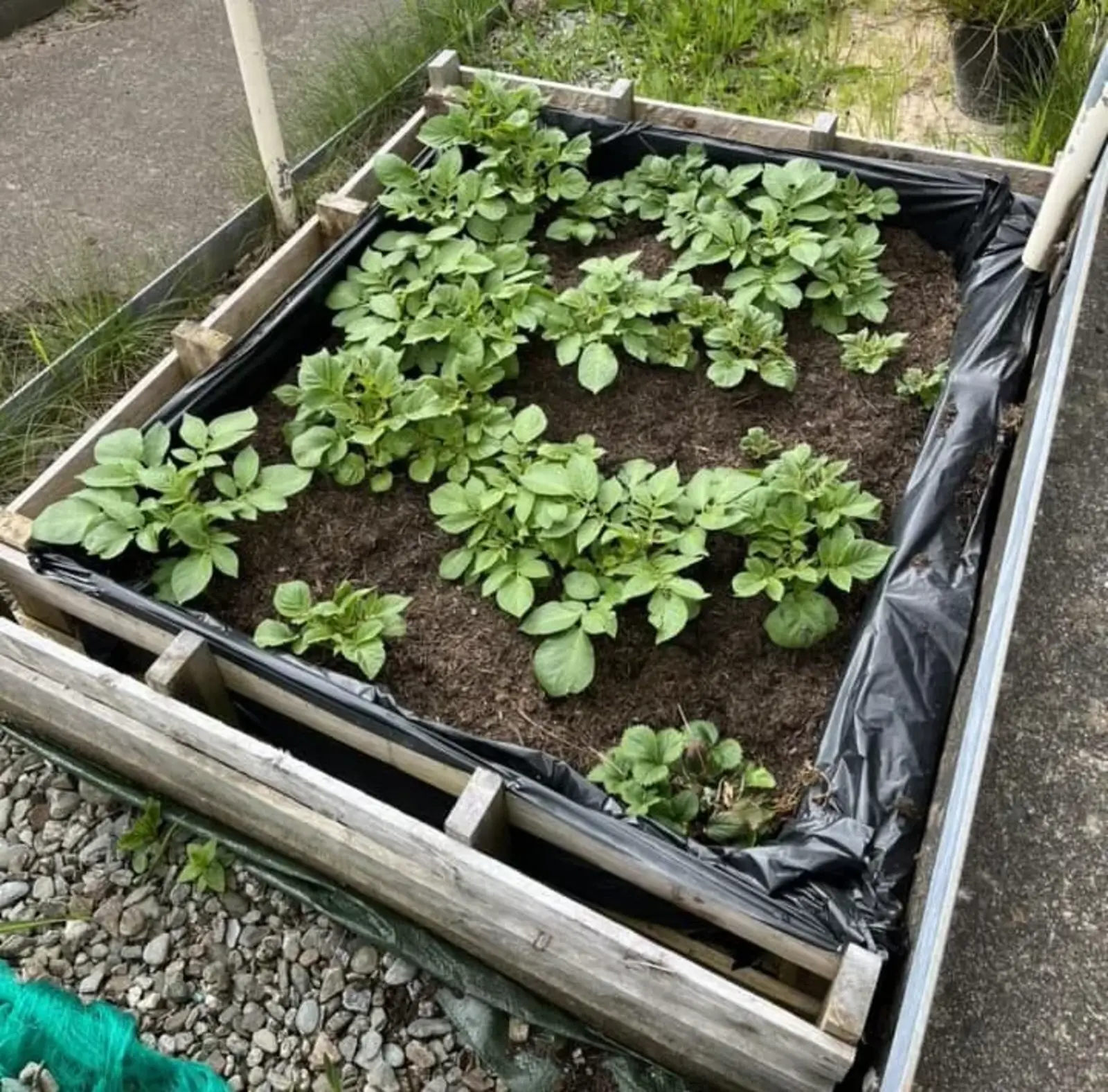 The potato patch