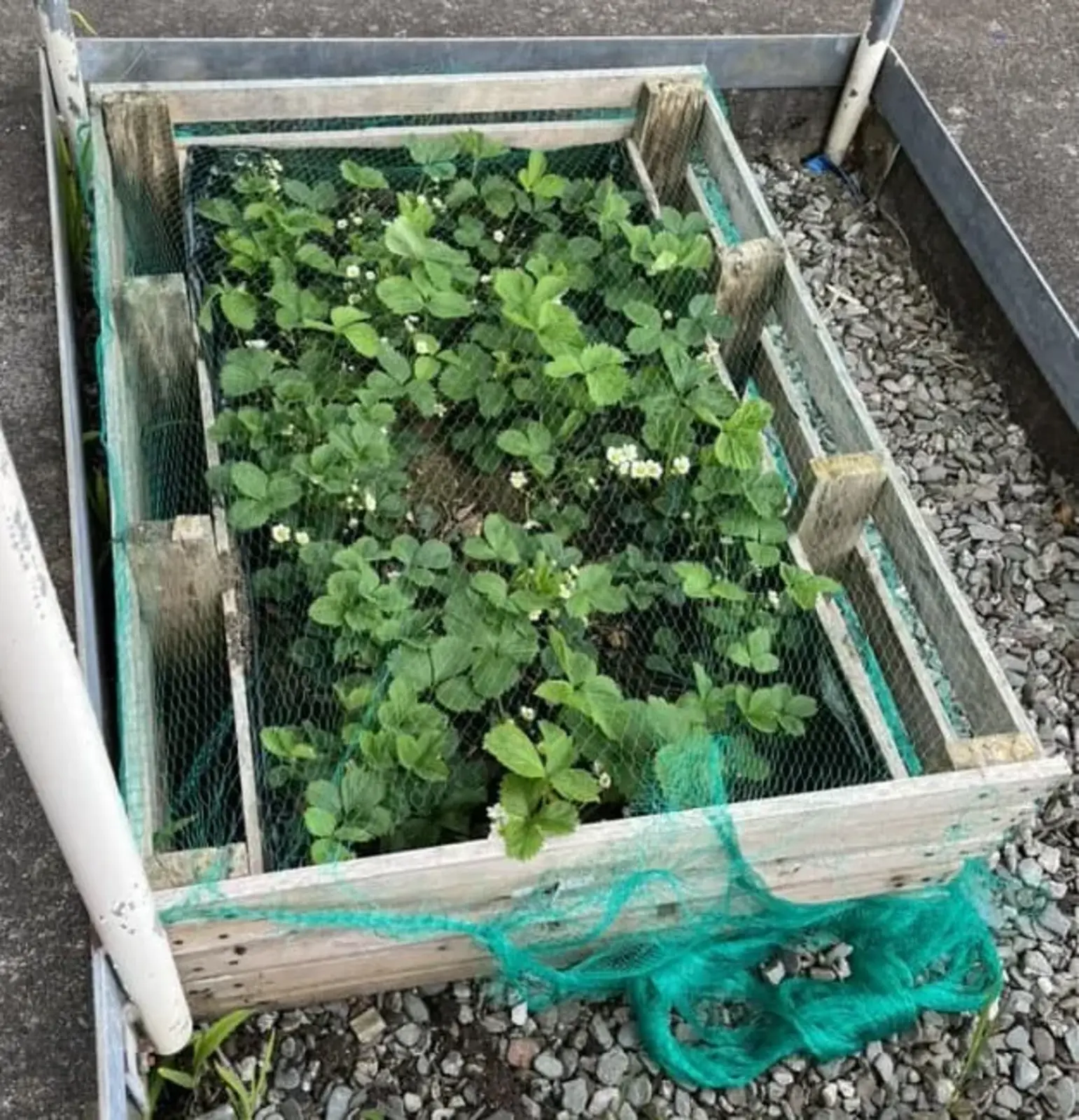 The strawberry patch