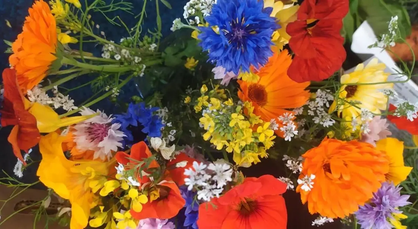 Cornflowers, Marigolds and Nasturtiums