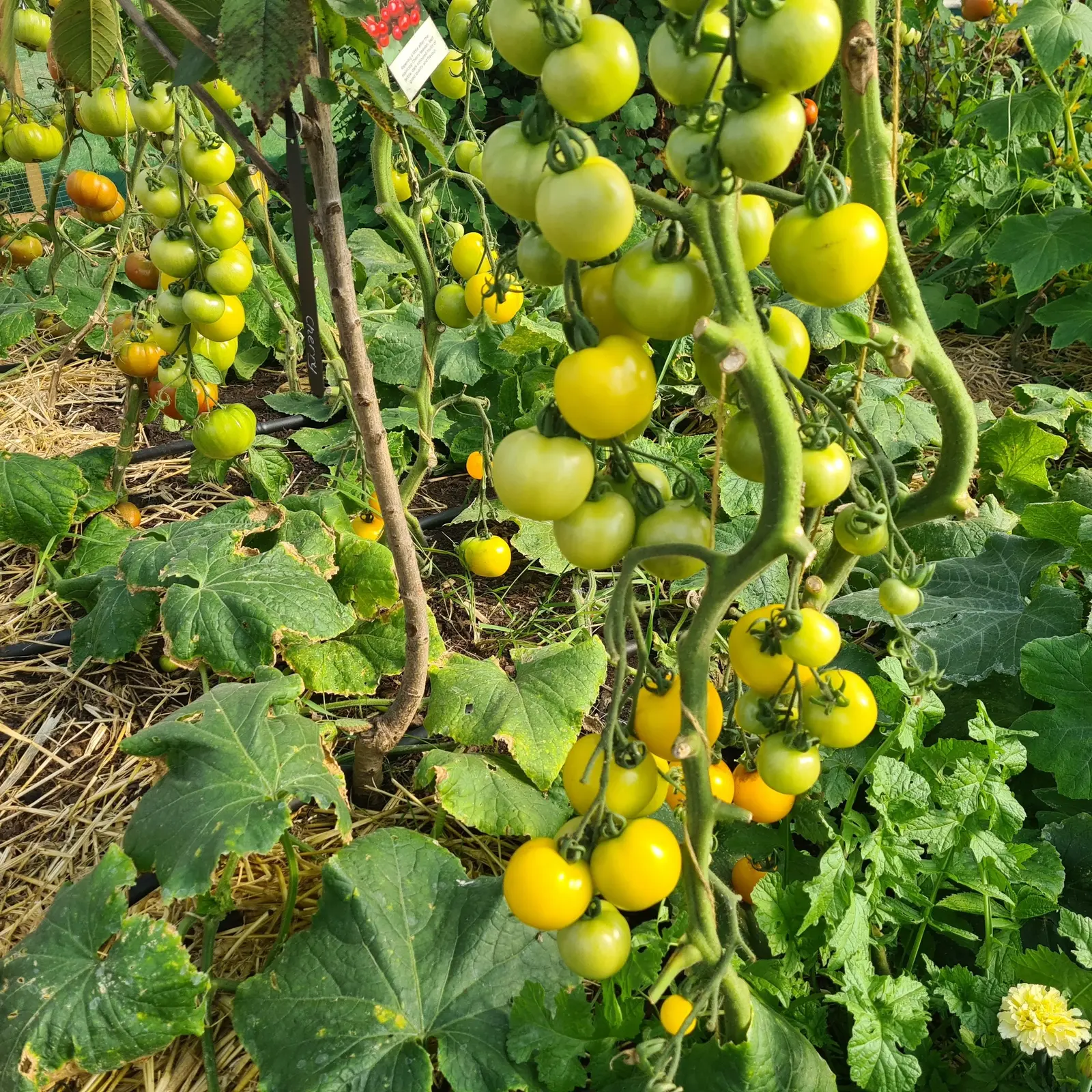 Scotland yellow tomatoes growing in a polytunnel.