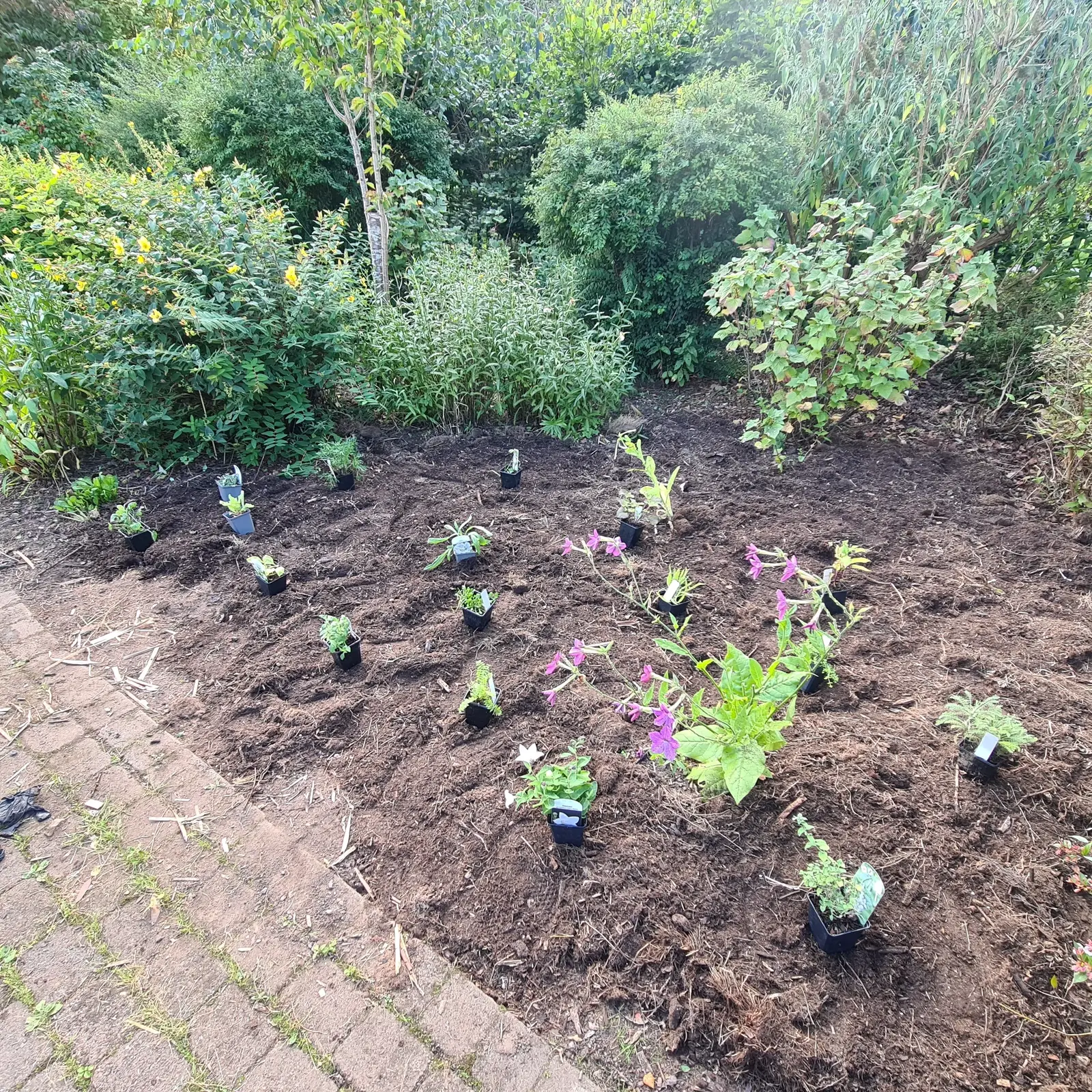 A selection of new plants that we are testing in this environment for their ability to attract pollinators and survive damp conditions.