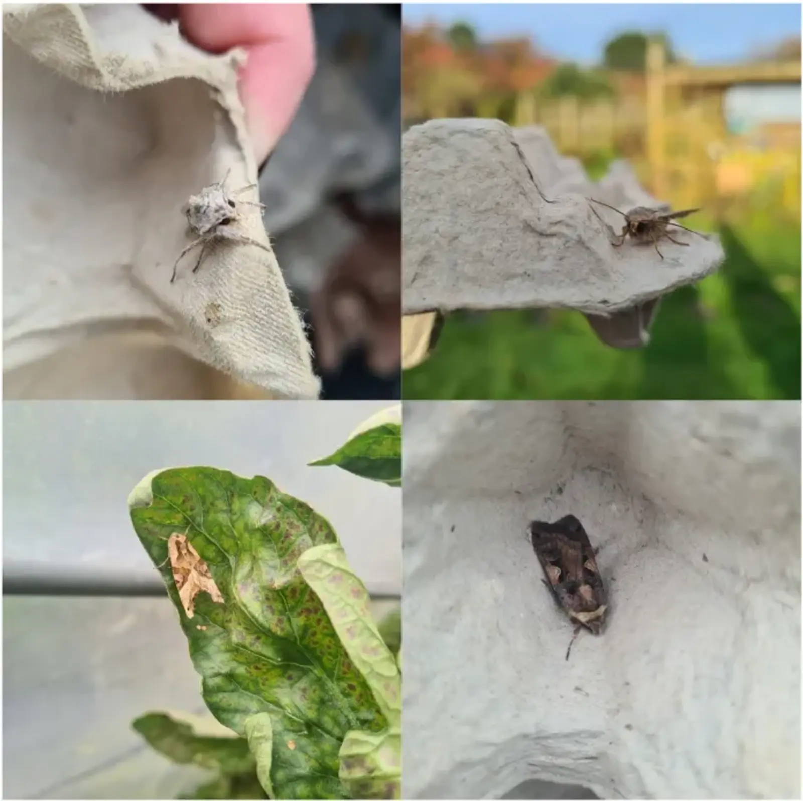 Some of the moths we've found during our moth trapping.