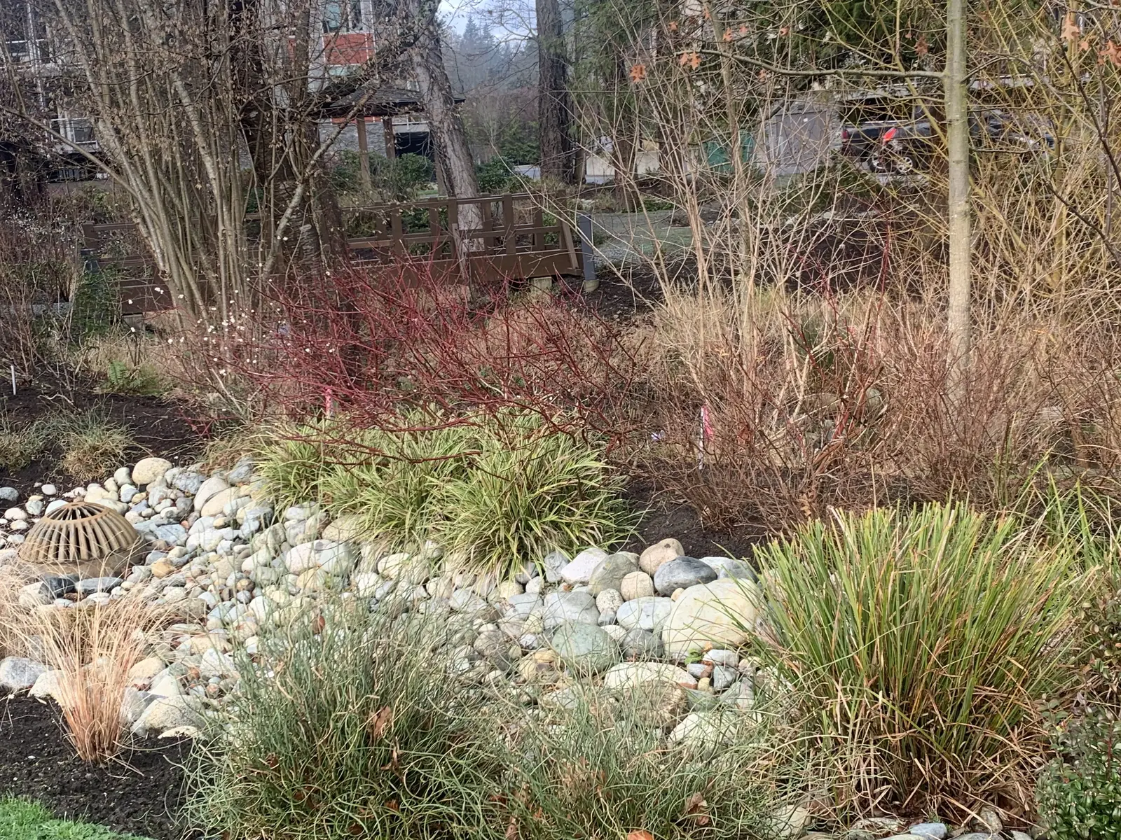 There is a school near by and condos this is a pretty big rain garden ...