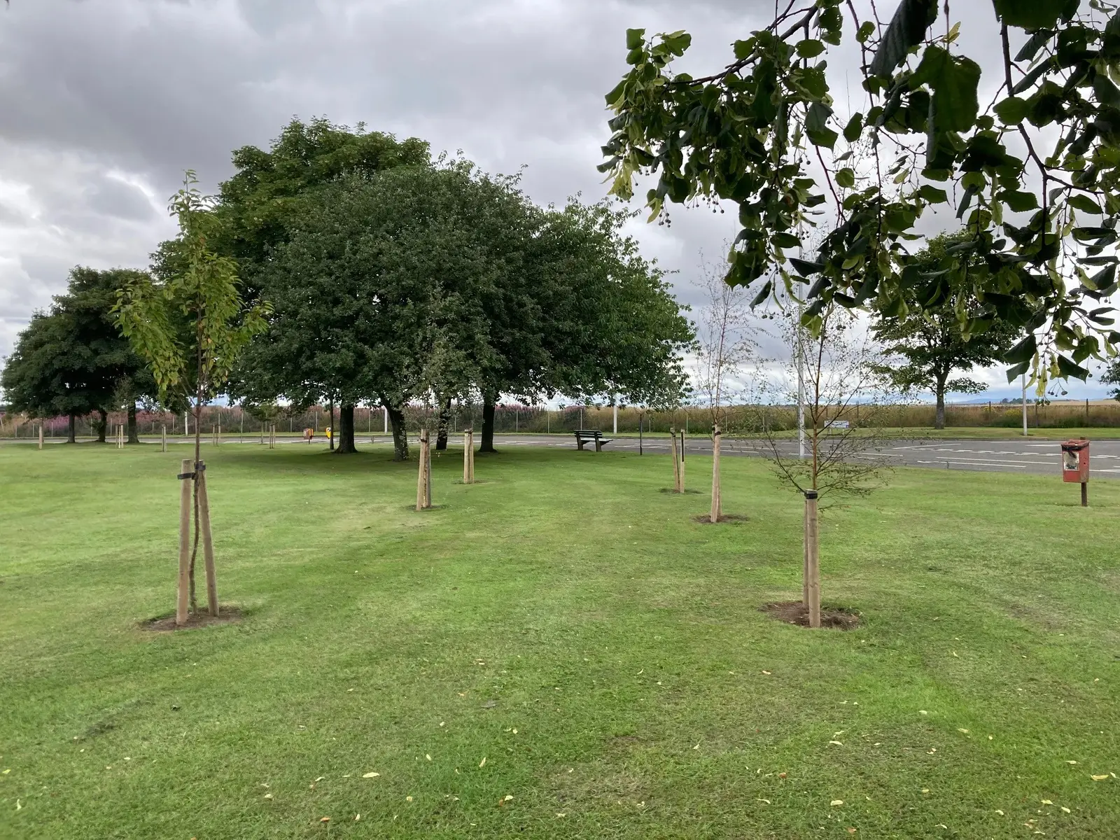 Angus Urban Tree Planting 
